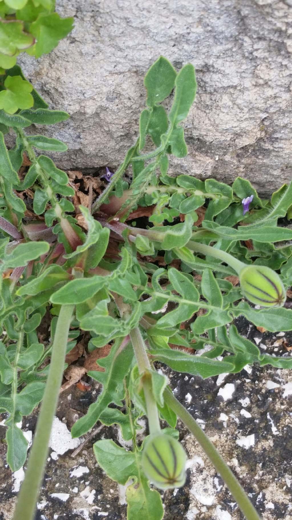 Urospermum dalechampii  (Asteraceae)